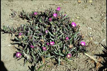 APII jpeg image of Carpobrotus rossii  © contact APII