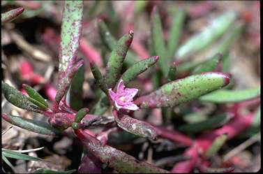 APII jpeg image of Sesuvium portulacastrum  © contact APII