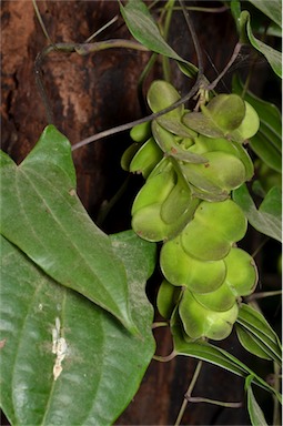 APII jpeg image of Dioscorea transversa  © contact APII