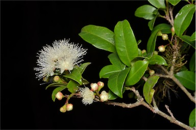 APII jpeg image of Syzygium paniculatum  © contact APII