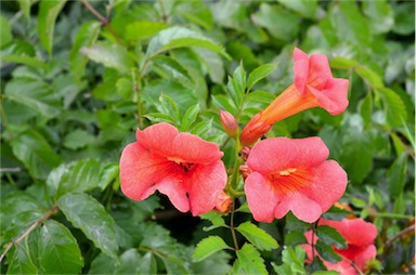 APII jpeg image of Campsis radicans  © contact APII