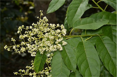 APII jpeg image of Ehretia acuminata var. acuminata  © contact APII