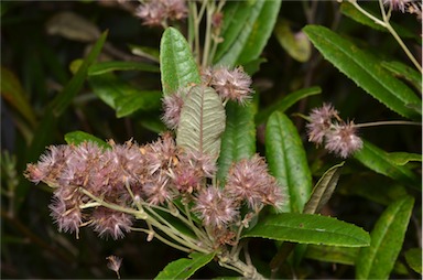 APII jpeg image of Olearia oppositifolia  © contact APII