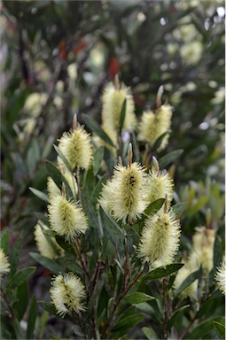 APII jpeg image of Callistemon pallidus  © contact APII