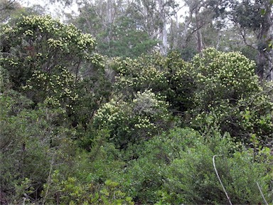 APII jpeg image of Callistemon pallidus  © contact APII