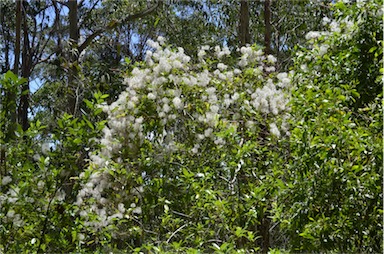 APII jpeg image of Clematis glycinoides  © contact APII