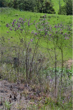 APII jpeg image of Polygala virgata  © contact APII