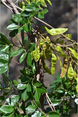 APII jpeg image of Austrosteenisia blackii var. blackii  © contact APII