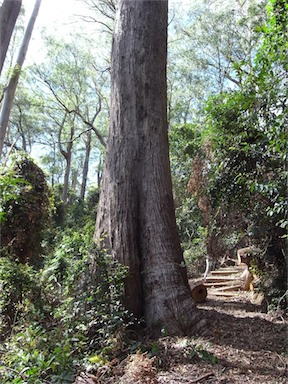 APII jpeg image of Eucalyptus laevopinea  © contact APII