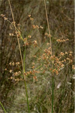 APII jpeg image of Juncus vaginatus  © contact APII