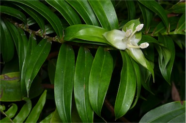 APII jpeg image of Freycinetia scandens  © contact APII