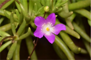 APII jpeg image of Calandrinia balonensis  © contact APII