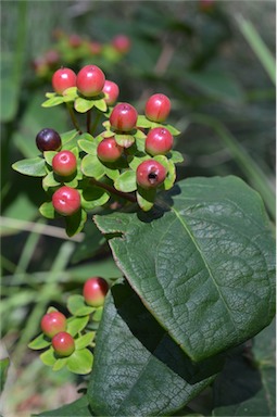 APII jpeg image of Hypericum androsaemum  © contact APII