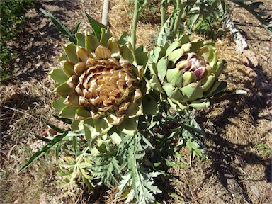 APII jpeg image of Cynara cardunculus  © contact APII