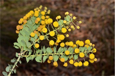 APII jpeg image of Acacia sertiformis  © contact APII