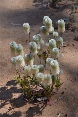 APII jpeg image of Ptilotus macrocephalus  © contact APII