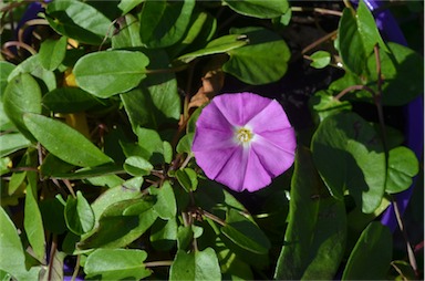 APII jpeg image of Convolvulus angustissimus 'Pink Saphire'  © contact APII