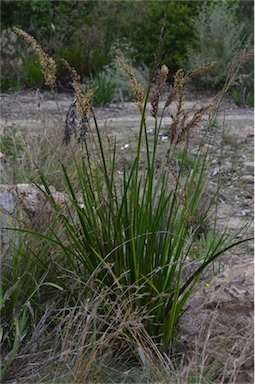 APII jpeg image of Lepidosperma effusum  © contact APII