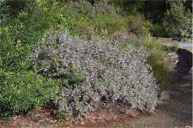 APII jpeg image of Guichenotia ledifolia  © contact APII