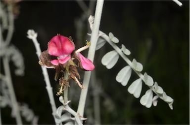 APII jpeg image of Indigofera leucotricha  © contact APII