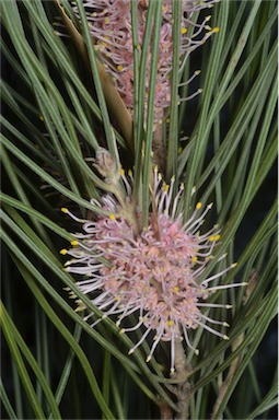 APII jpeg image of Hakea invaginata  © contact APII