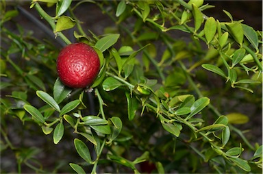 APII jpeg image of Citrus 'Australian Blood'  © contact APII