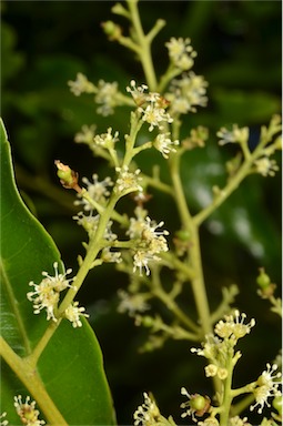 APII jpeg image of Cupaniopsis baileyana  © contact APII