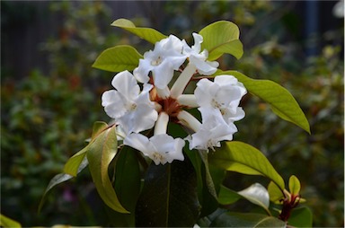 APII jpeg image of Rhododendron torajaense  © contact APII