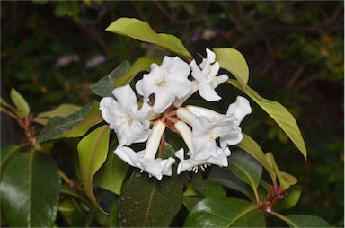 APII jpeg image of Rhododendron torajaense  © contact APII