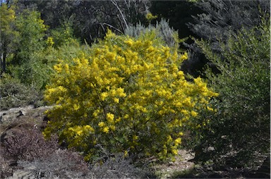 APII jpeg image of Acacia kybeanensis  © contact APII