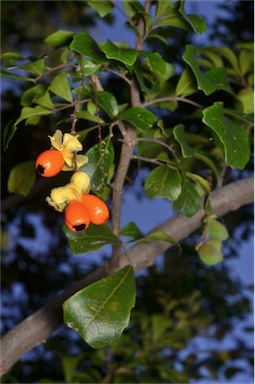 APII jpeg image of Cupaniopsis shirleyana  © contact APII