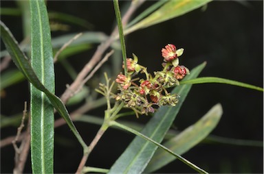 APII jpeg image of Dodonaea viscosa subsp. angustifolia  © contact APII