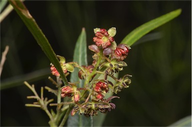 APII jpeg image of Dodonaea viscosa subsp. angustifolia  © contact APII