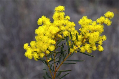 APII jpeg image of Acacia decora  © contact APII