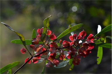 APII jpeg image of Dodonaea viscosa subsp. angustifolia  © contact APII