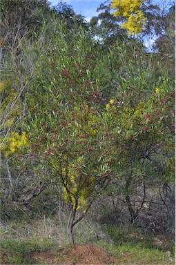 APII jpeg image of Dodonaea viscosa subsp. angustifolia  © contact APII