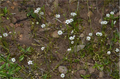 APII jpeg image of Stellaria leptoclada  © contact APII