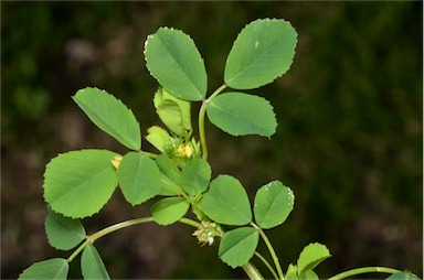 APII jpeg image of Medicago polymorpha  © contact APII