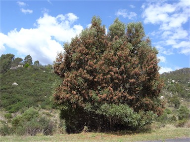 APII jpeg image of Acacia melanoxylon  © contact APII