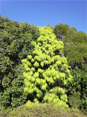 APII jpeg image of Podocarpus grayae  © contact APII