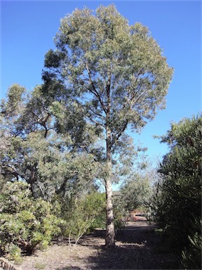 APII jpeg image of Eucalyptus rudderi  © contact APII