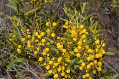 APII jpeg image of Acacia halliana  © contact APII