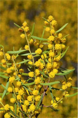 APII jpeg image of Acacia sclerophylla var. sclerophylla  © contact APII