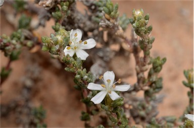 APII jpeg image of Frankenia sessilis  © contact APII