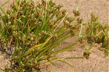 APII jpeg image of Isolepis marginata  © contact APII