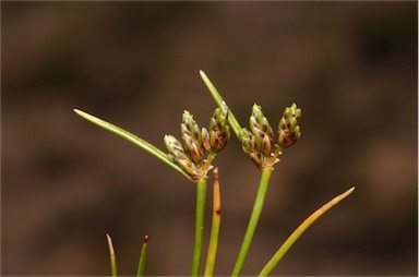 APII jpeg image of Isolepis marginata  © contact APII