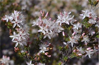 APII jpeg image of Calytrix tetragona  © contact APII