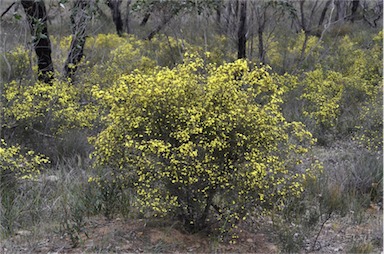 APII jpeg image of Phebalium stenophyllum  © contact APII