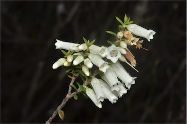 APII jpeg image of Epacris impressa  © contact APII