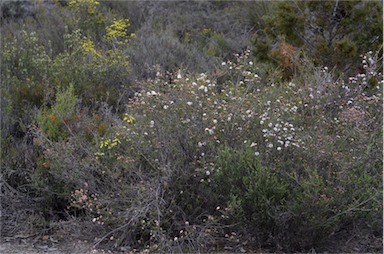 APII jpeg image of Calytrix alpestris  © contact APII